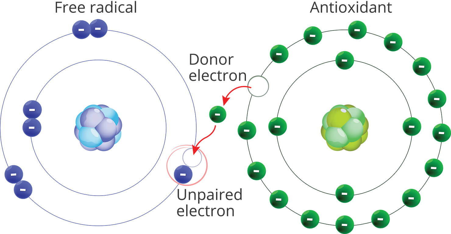 Diagram showing antioxidant giving free radical a donor electron