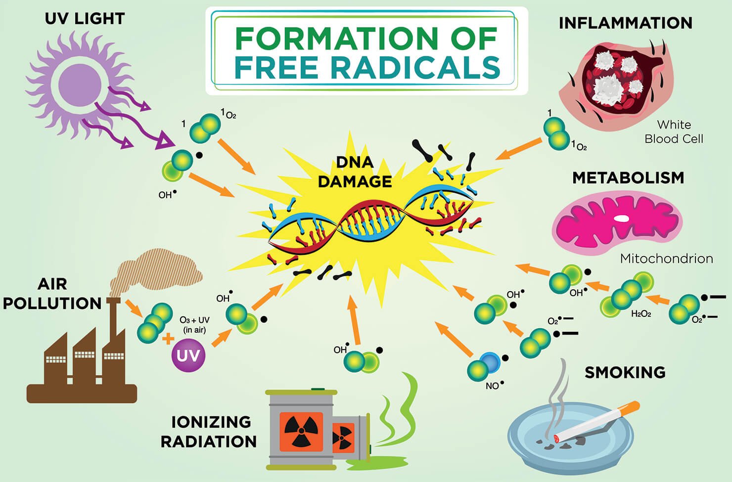 Infographic explaining where sources of free radicals