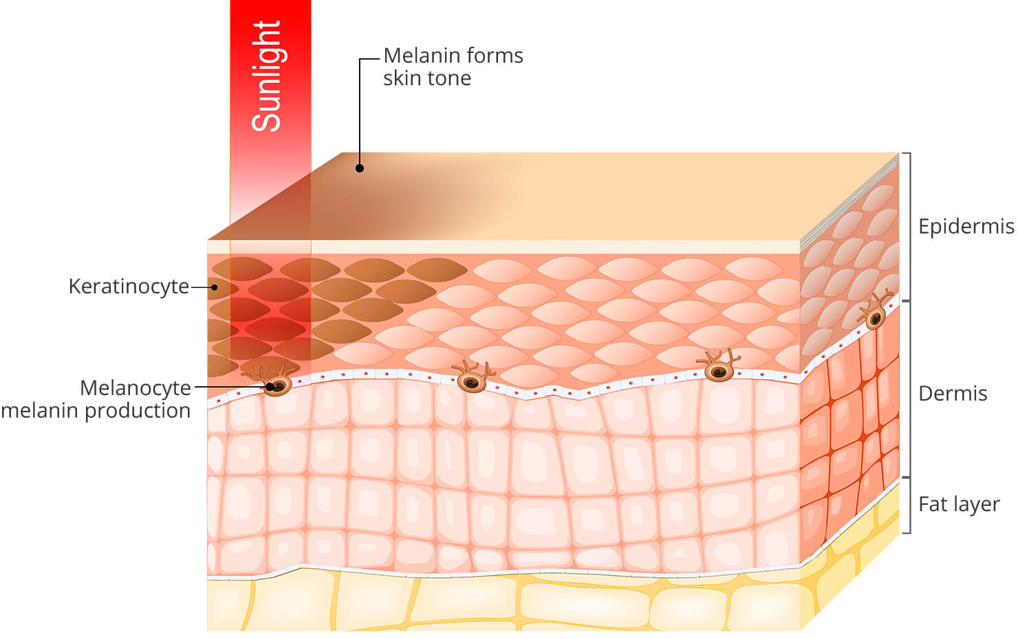 Melanin production through melanocytes forming keratinocytes and skin tone colour - diagram